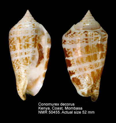 Conomurex decorus (5).jpg - Conomurex decorus (Röding,1798)
